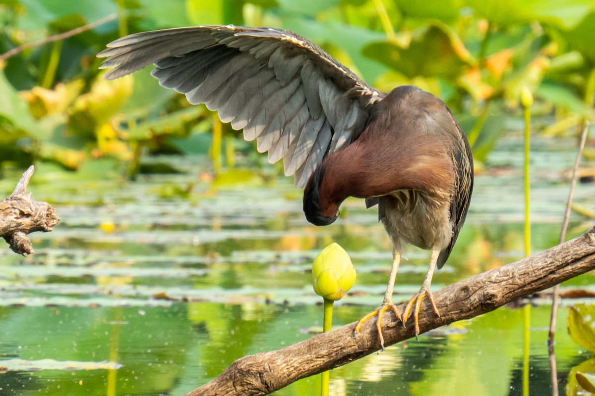 Green Heron - Trek Imhoff