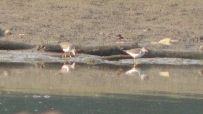 Spotted Sandpiper - ML35462271