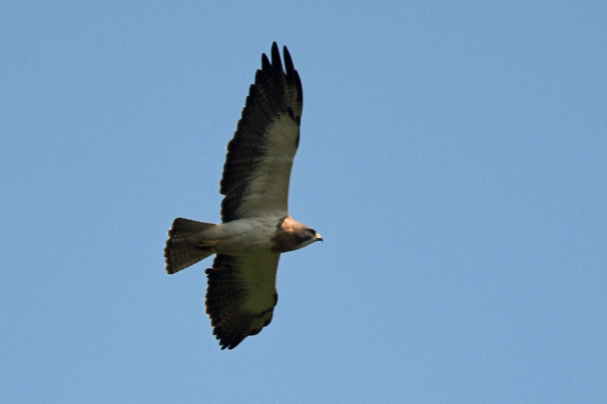 Swainson's Hawk - ML354623321