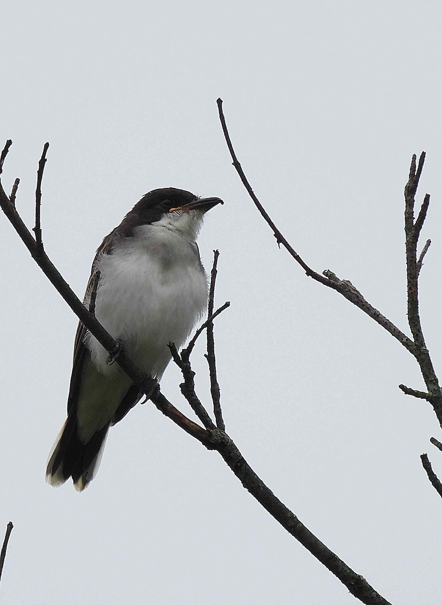 Eastern Kingbird - ML354625141