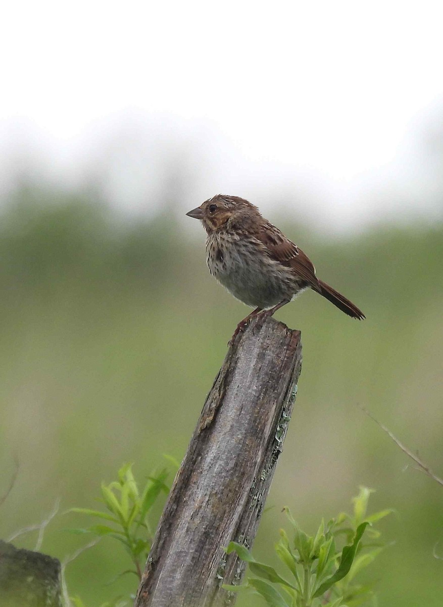 Song Sparrow - Roseanna Denton