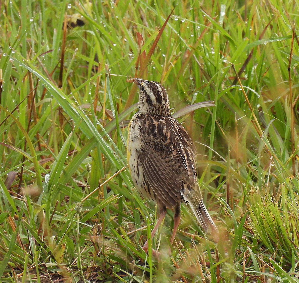 Eastern Meadowlark (Eastern) - ML354625401