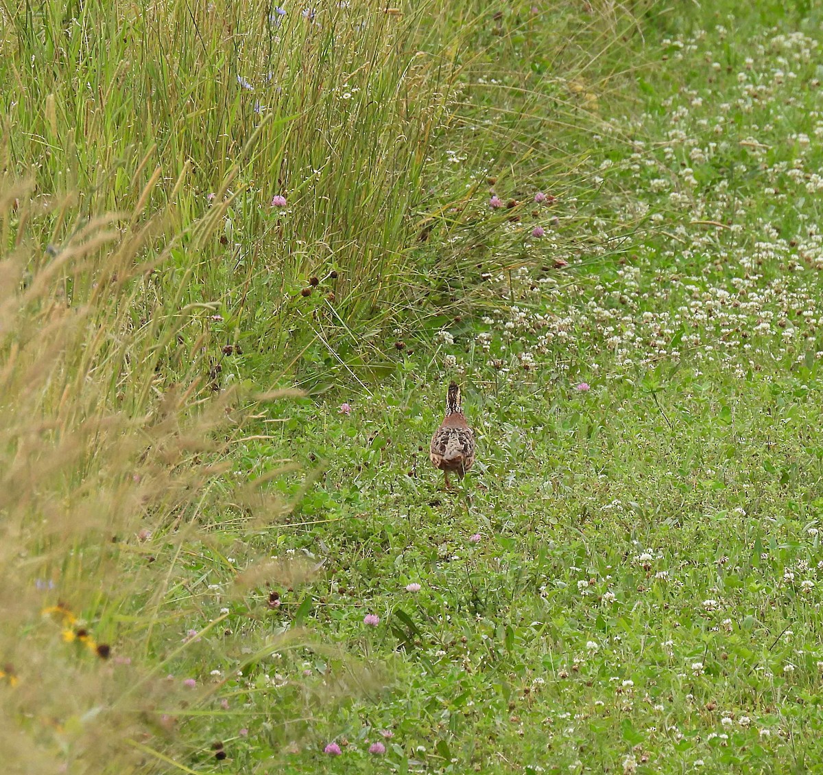 Northern Bobwhite - ML354625861