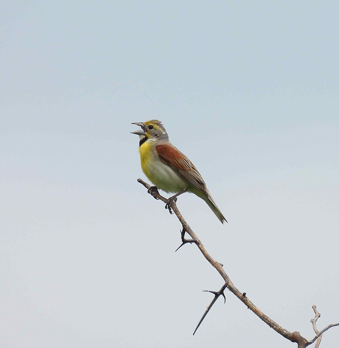 Dickcissel - ML354626321