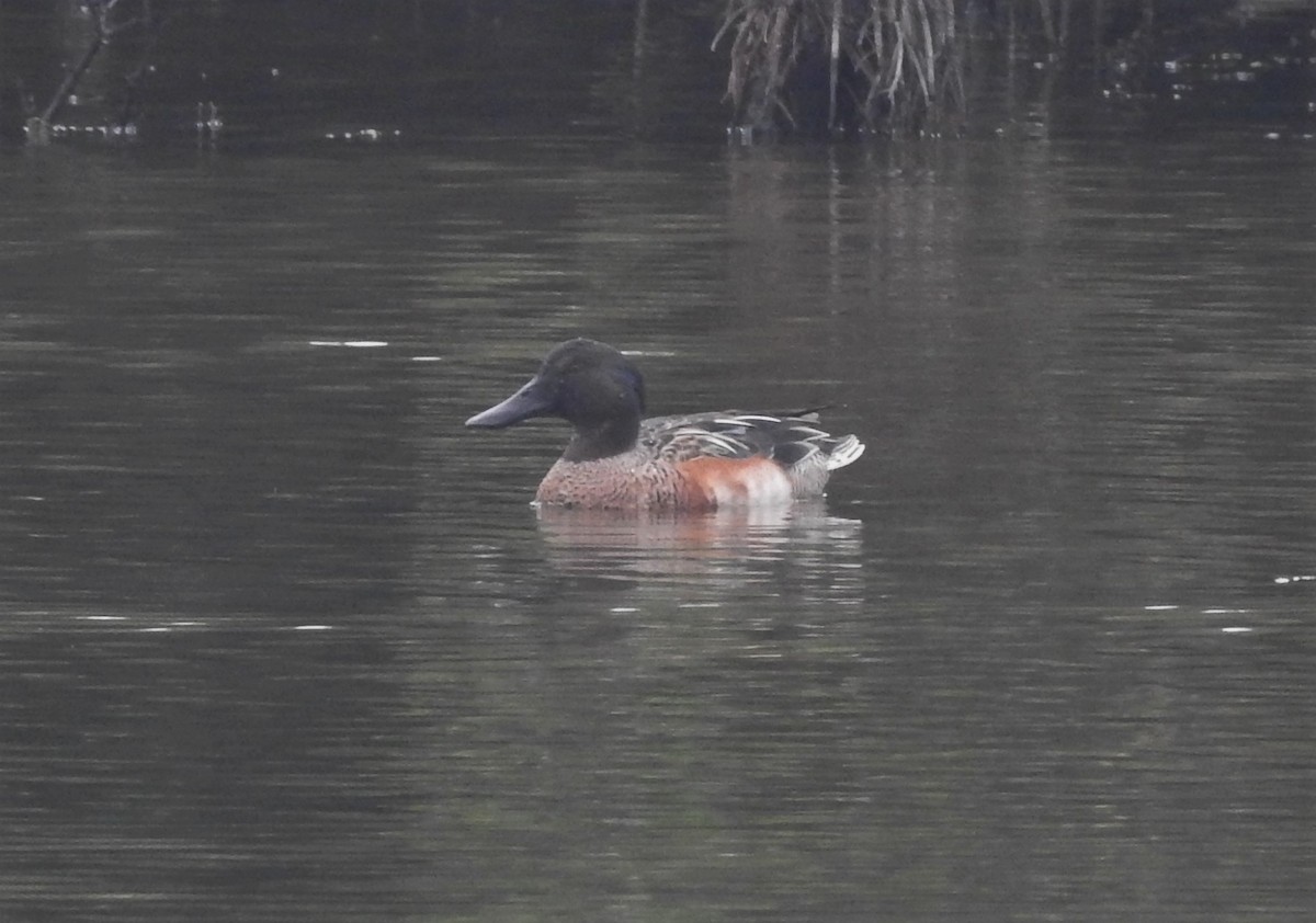 Garganey x Northern Shoveler (hybrid) - John Allcock