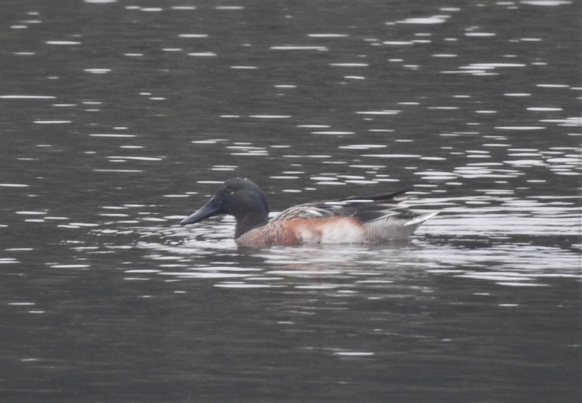 Garganey x Northern Shoveler (hybrid) - John Allcock