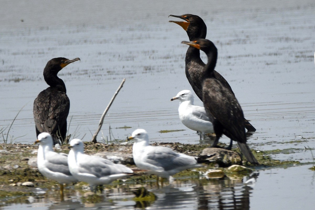 Double-crested Cormorant - ML354627171