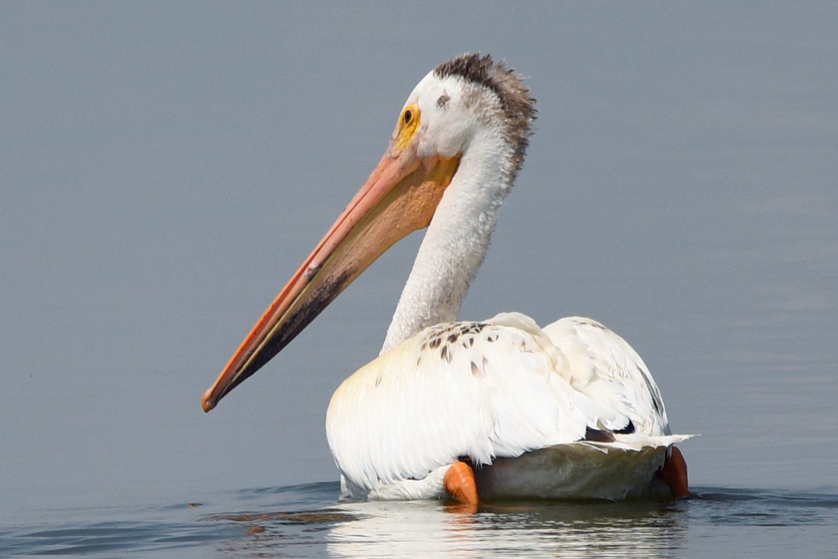 American White Pelican - ML354627271