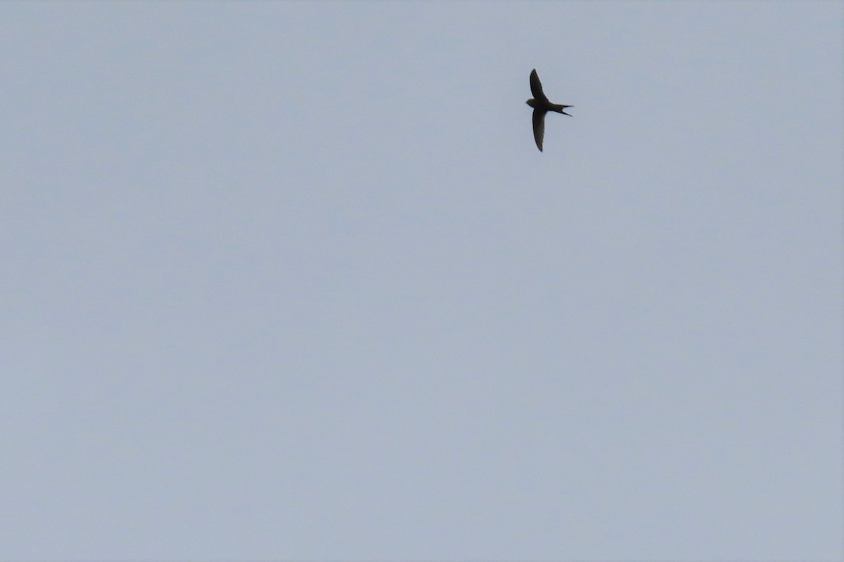 Scarce Swift - ML354627711