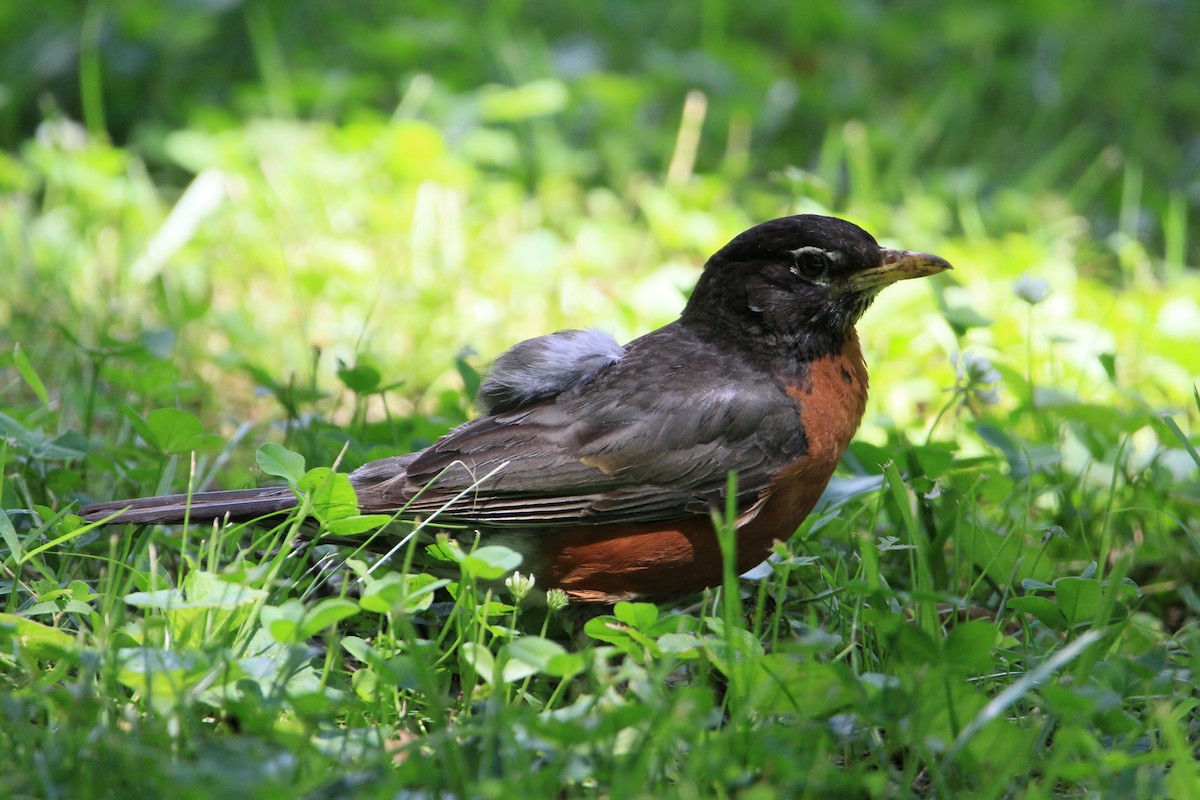 American Robin - ML354628661