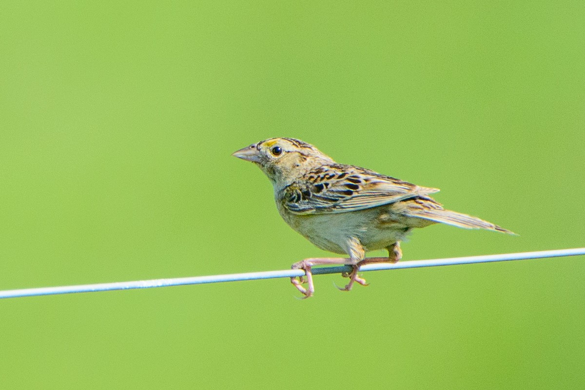 Grasshopper Sparrow - ML354630551