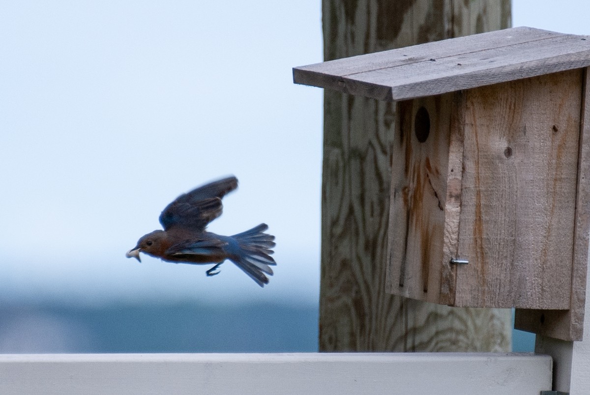 Eastern Bluebird - ML354631921