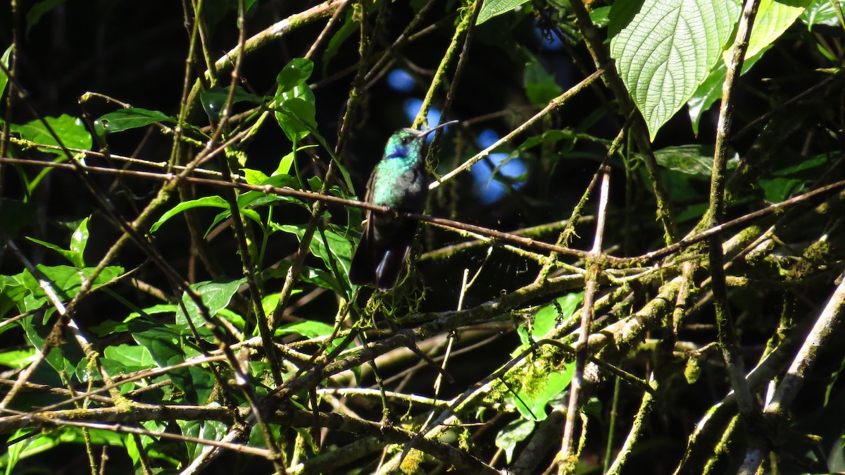kolibřík modrouchý - ML354632381