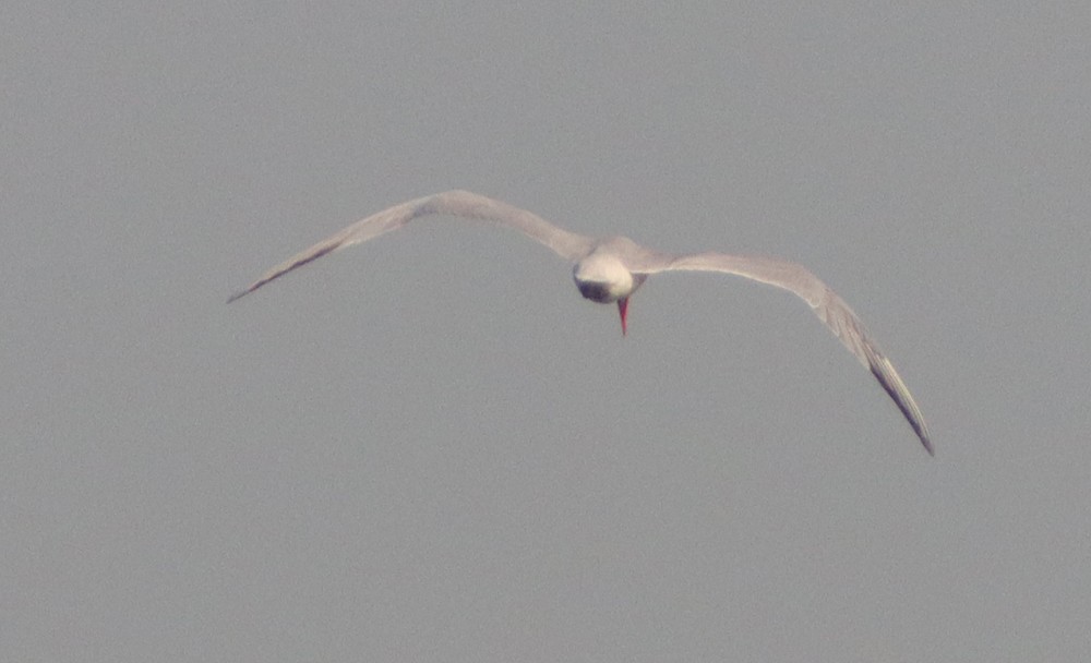 Caspian Tern - ML354633651