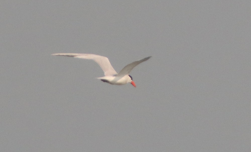 Caspian Tern - Corey Finger