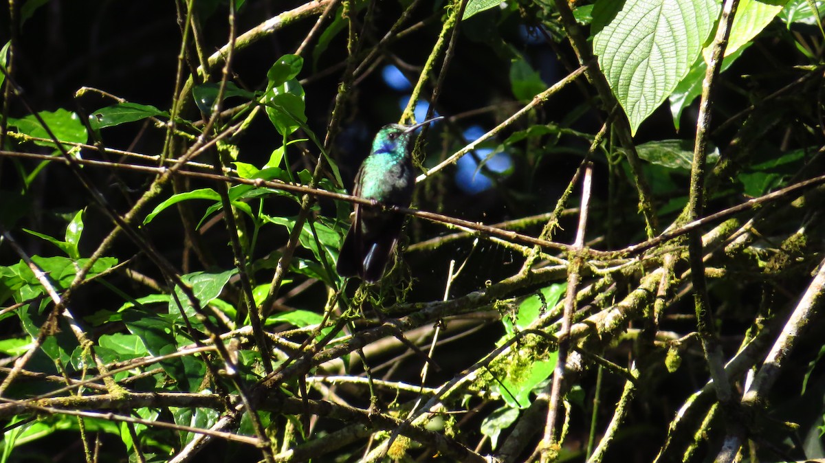 Berg-Veilchenohrkolibri - ML354633921