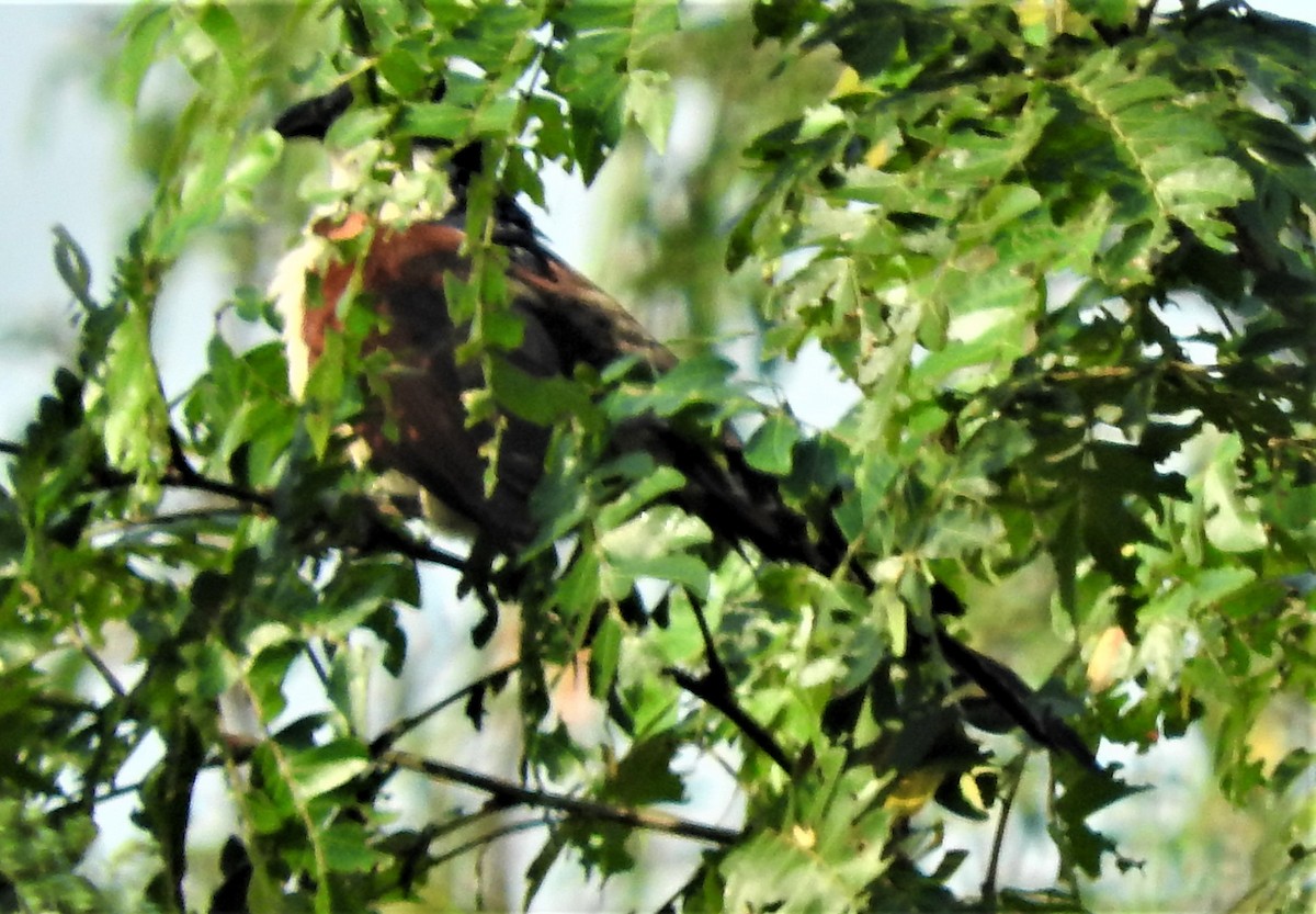 Senegal Coucal - Eric Haskell