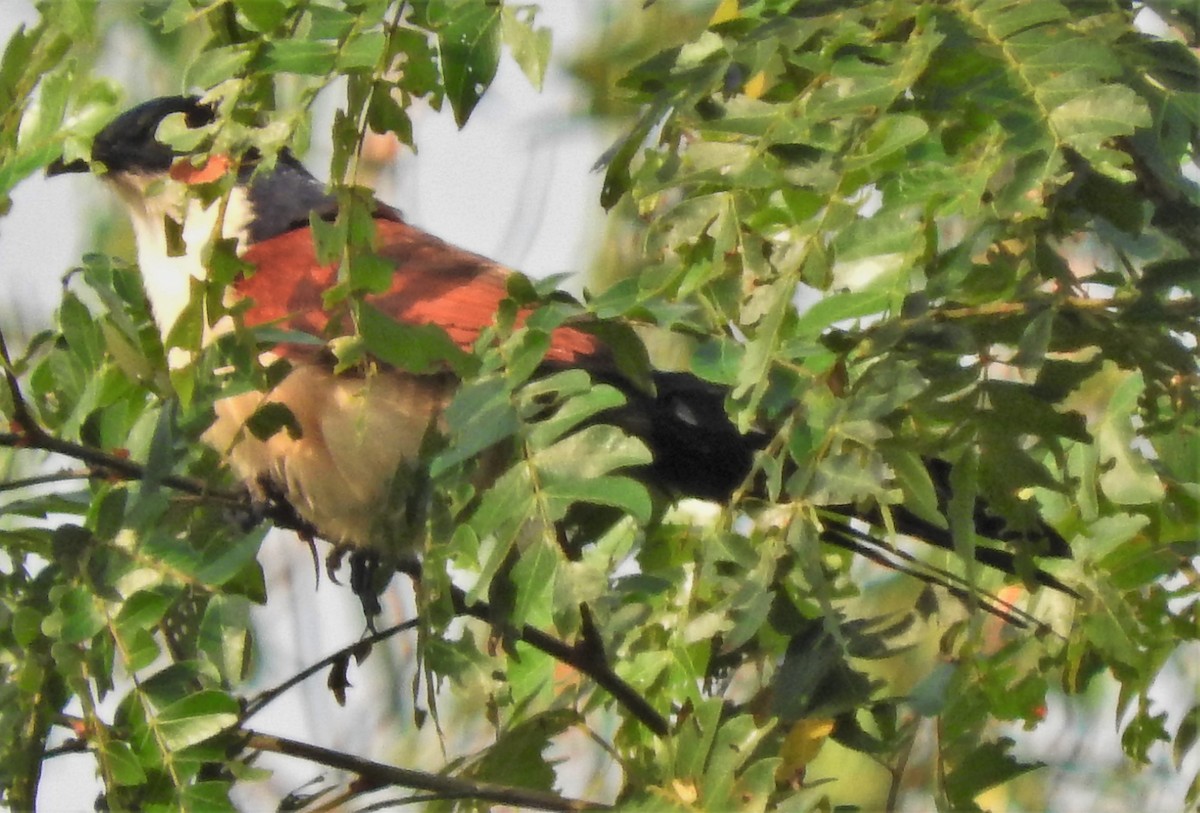 Senegal Coucal - Eric Haskell