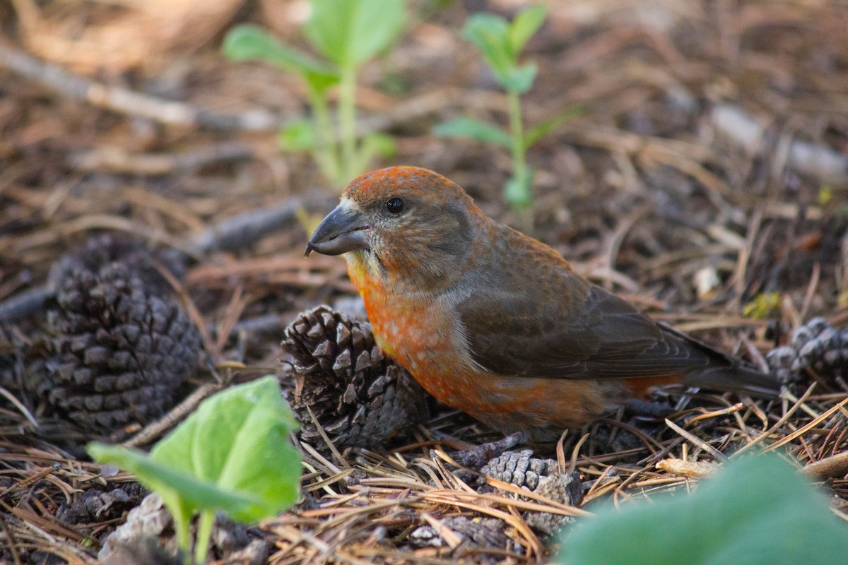 Cassia Crossbill - ML354635071