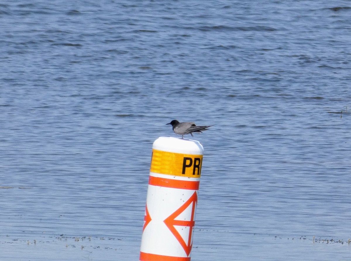 Black Tern - ML354635331
