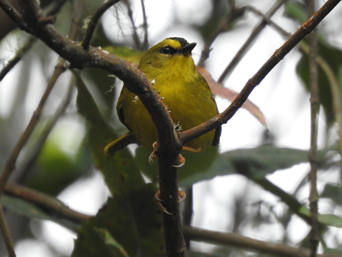 Black-crested Warbler - ML354636861