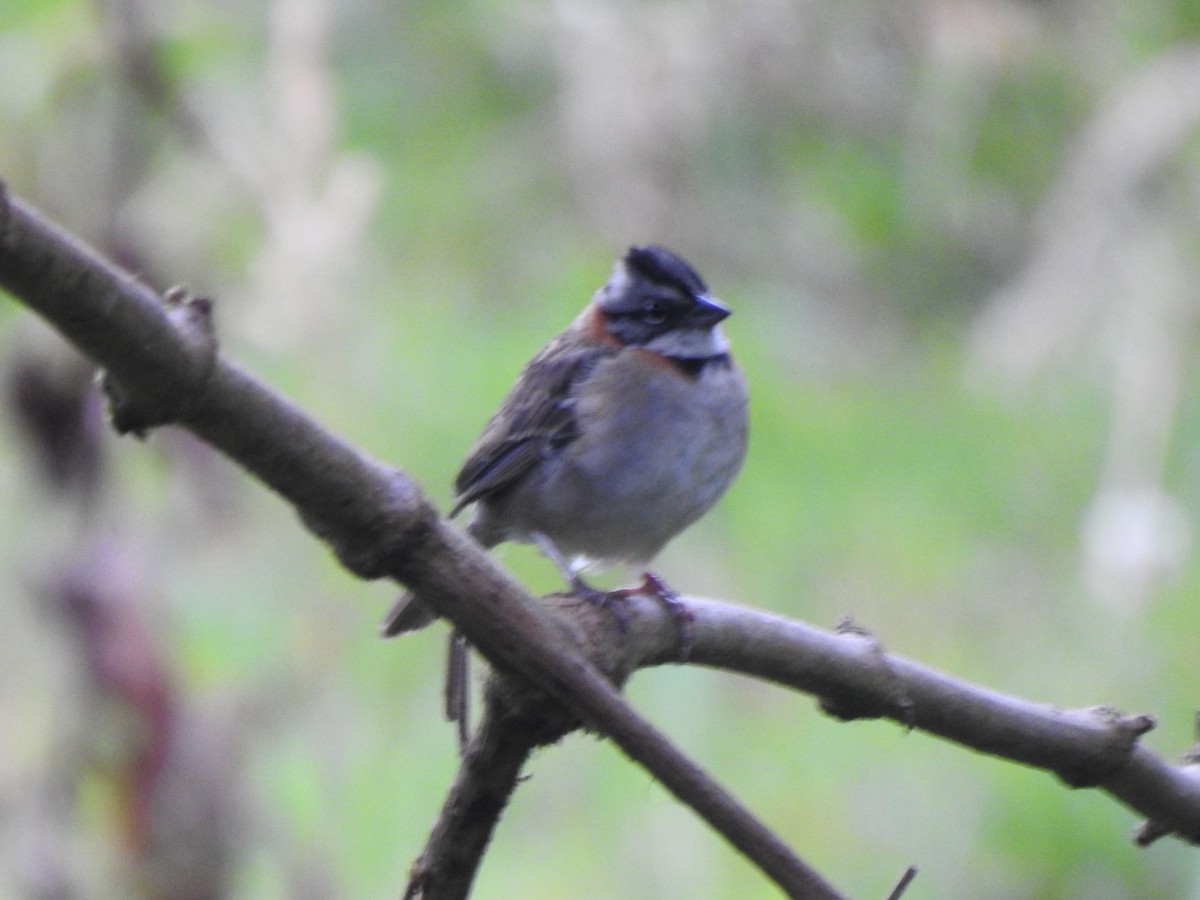 Rufous-collared Sparrow - Sergio Reyes