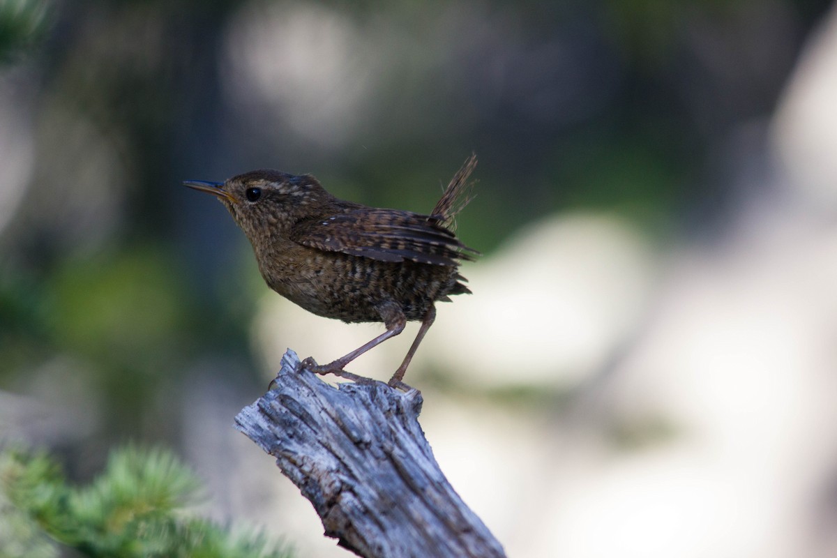 Pacific Wren - ML354637261