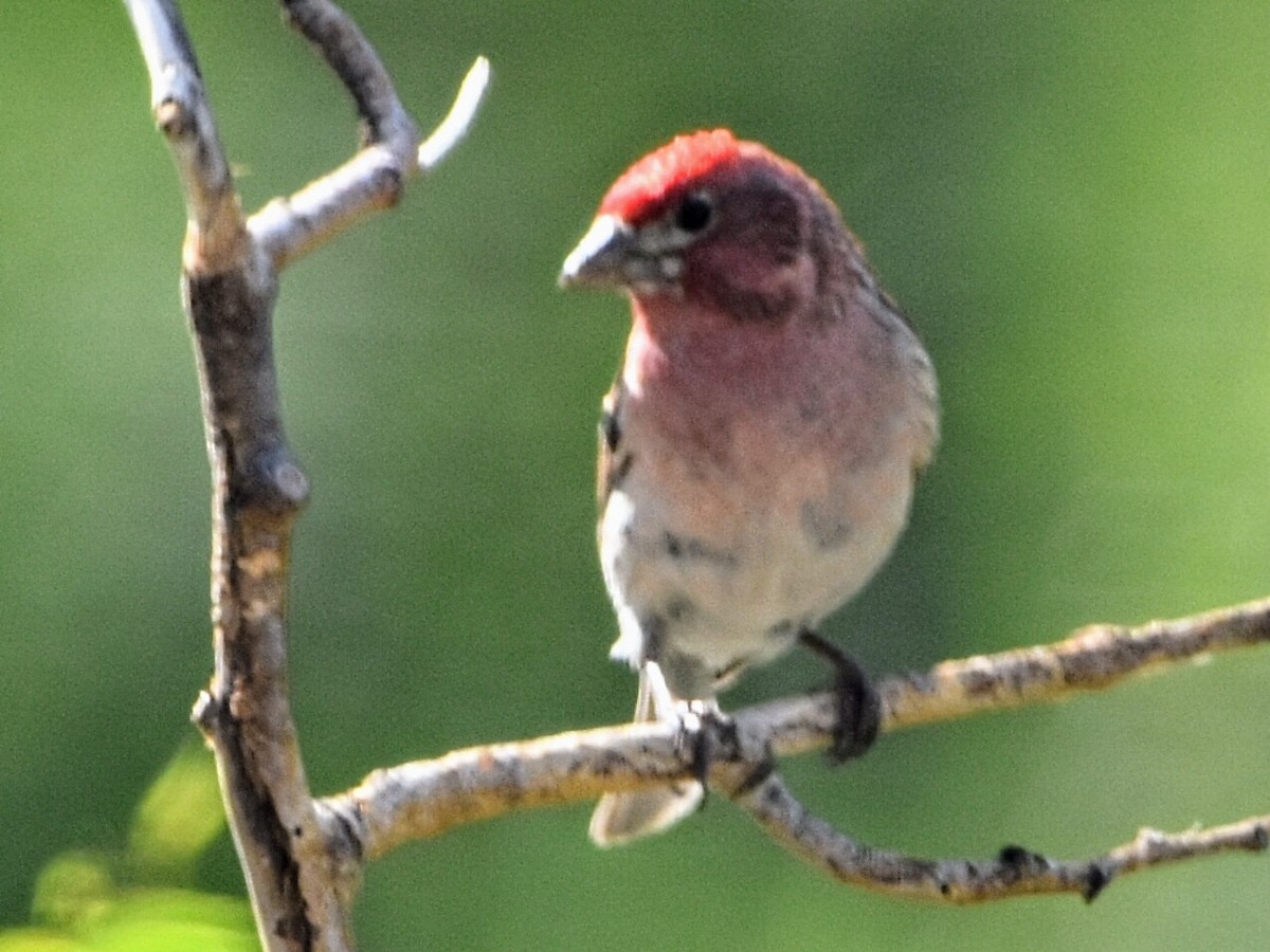 Cassin's Finch - ML354637371