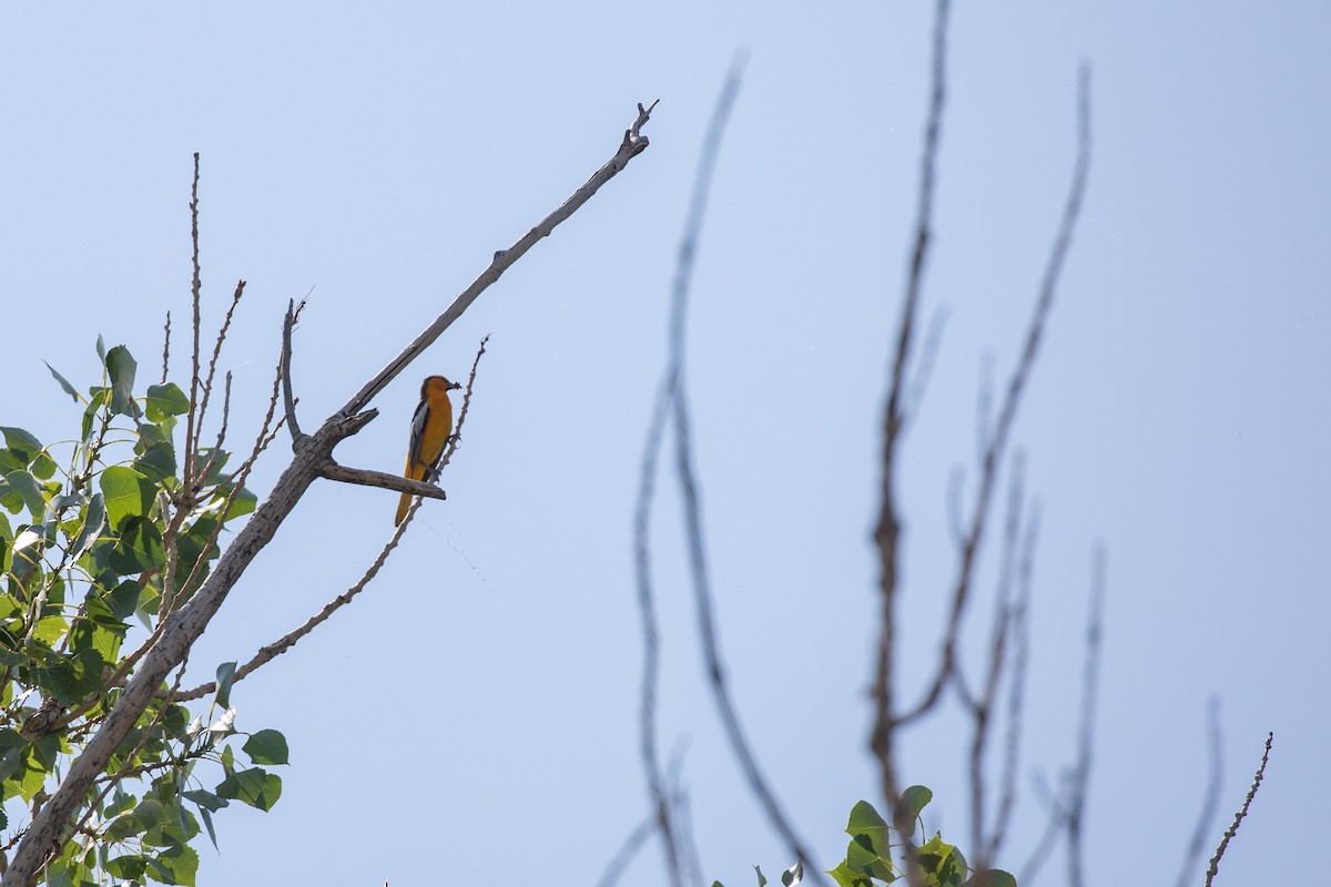Bullock's Oriole - ML354637401