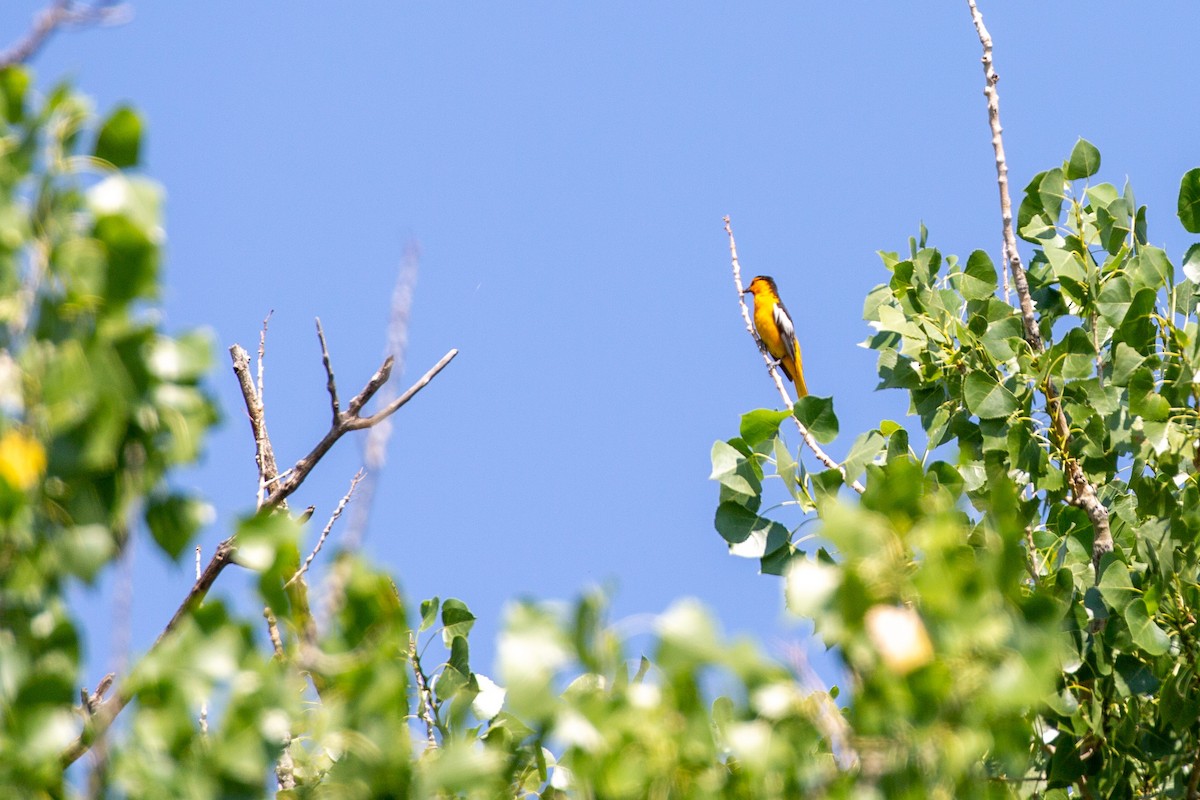 Bullock's Oriole - ML354637411