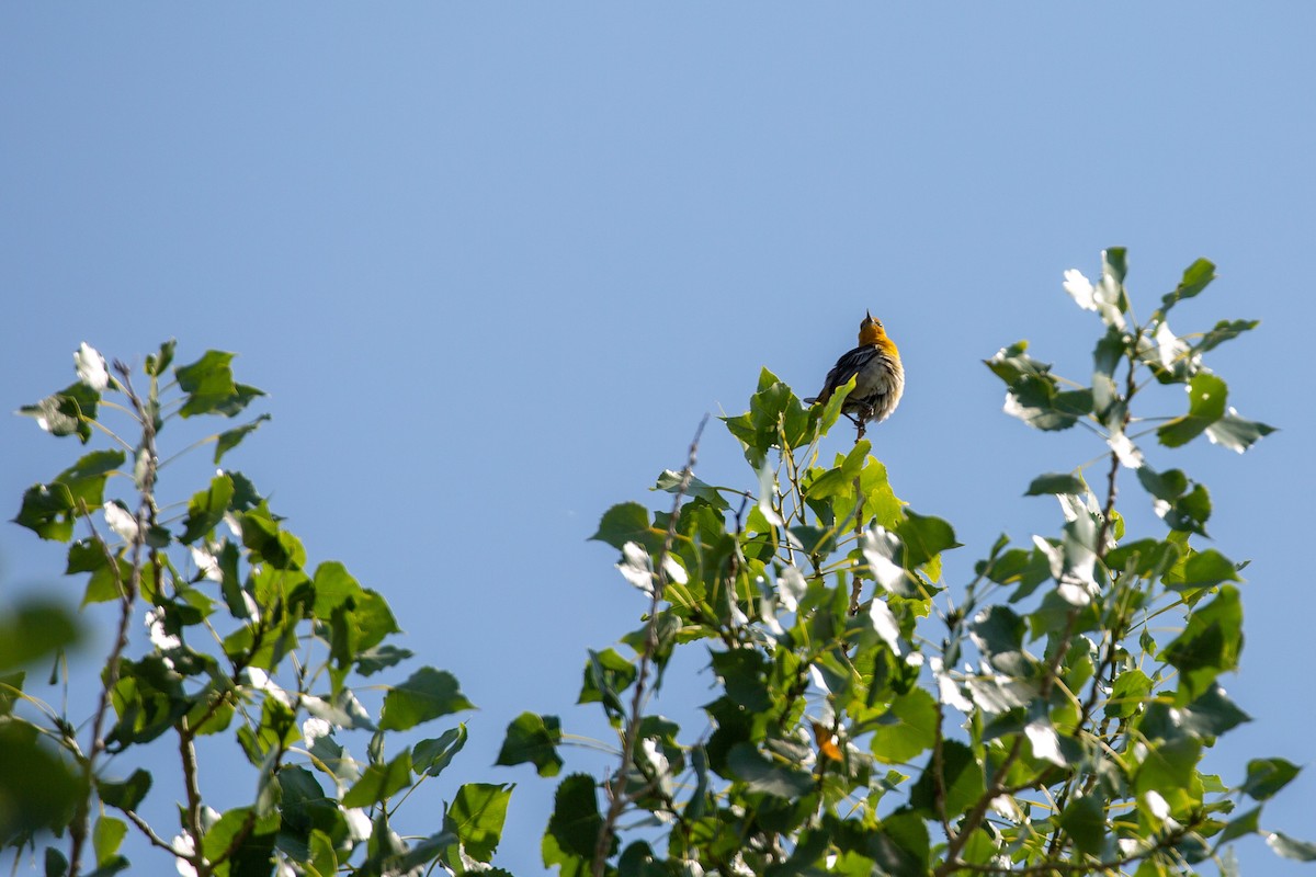Bullock's Oriole - ML354637431