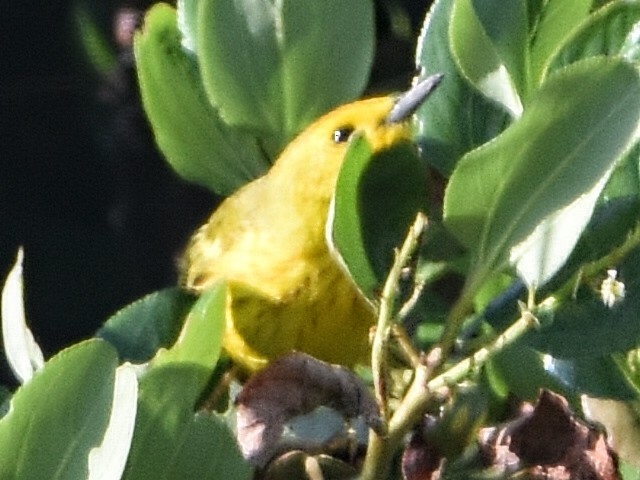 Yellow Warbler - ML354637461