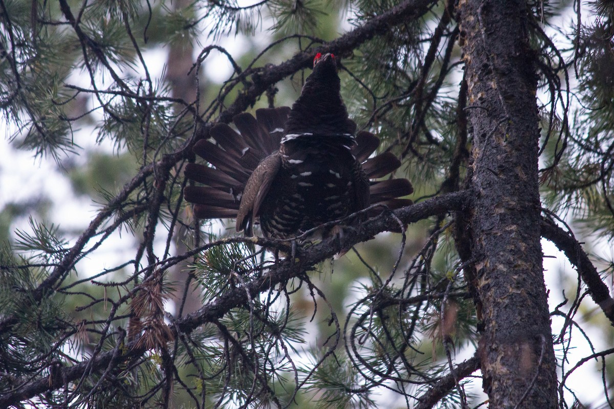 Spruce Grouse (Franklin's) - ML354637561