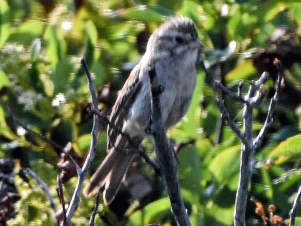 Brewer's Sparrow - ML354637761
