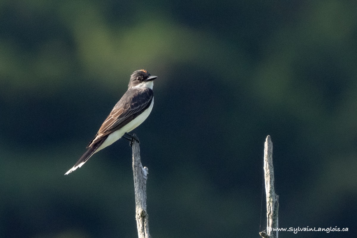 Eastern Kingbird - ML354638241