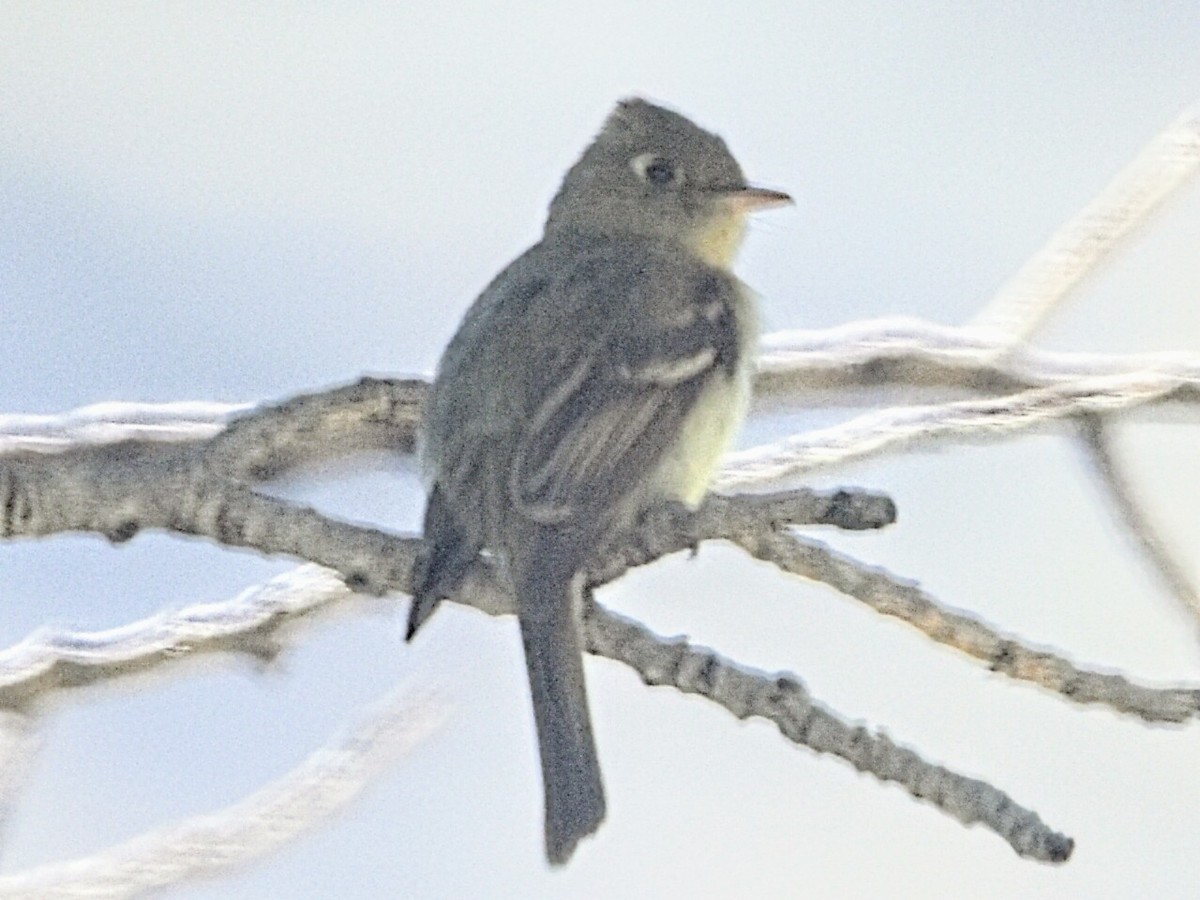 Western Flycatcher (Cordilleran) - ML354638401