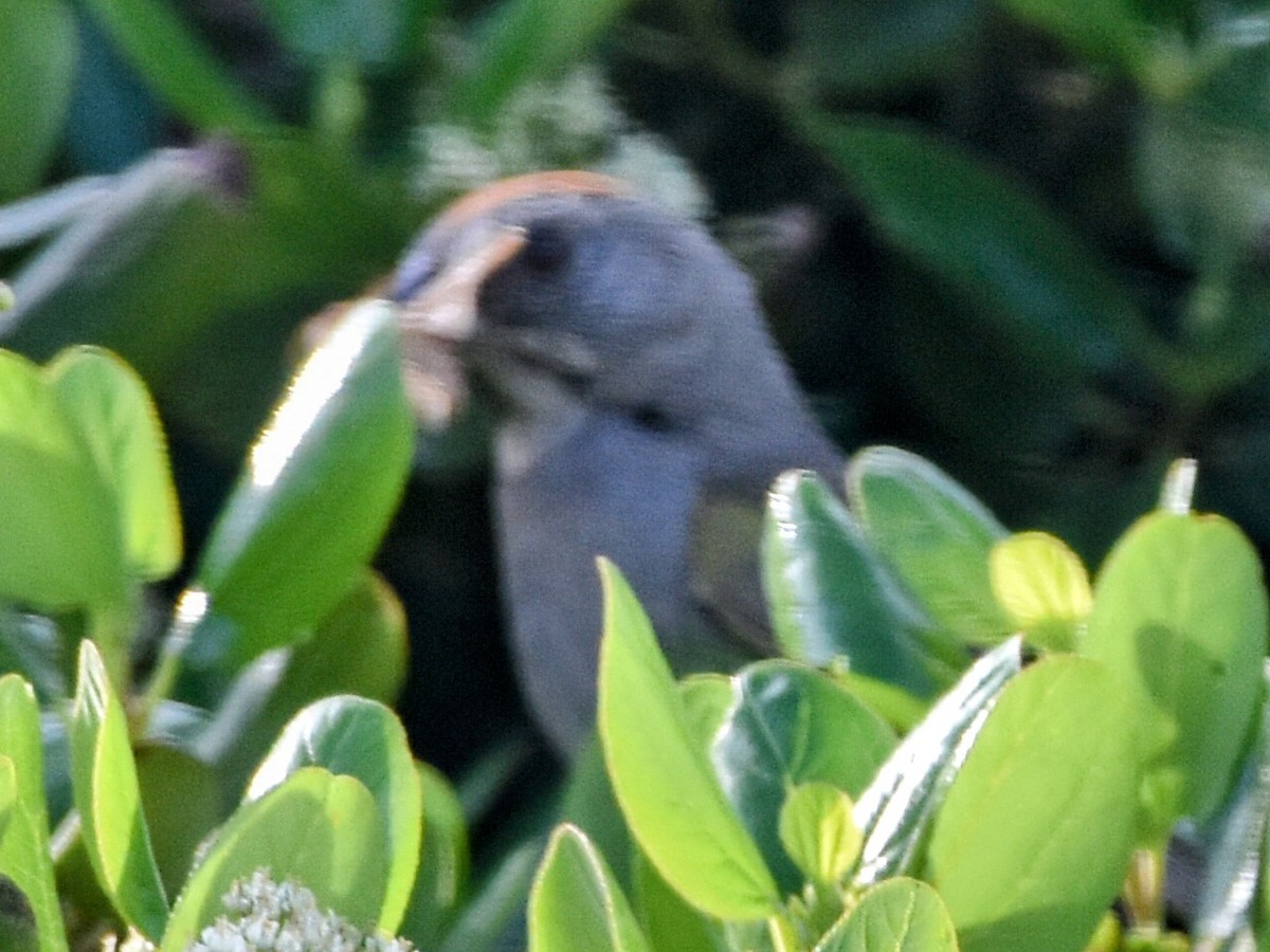 Green-tailed Towhee - ML354639861