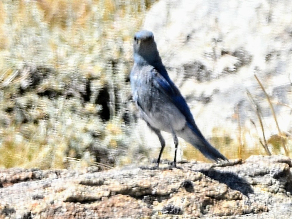 Mountain Bluebird - ML354640081