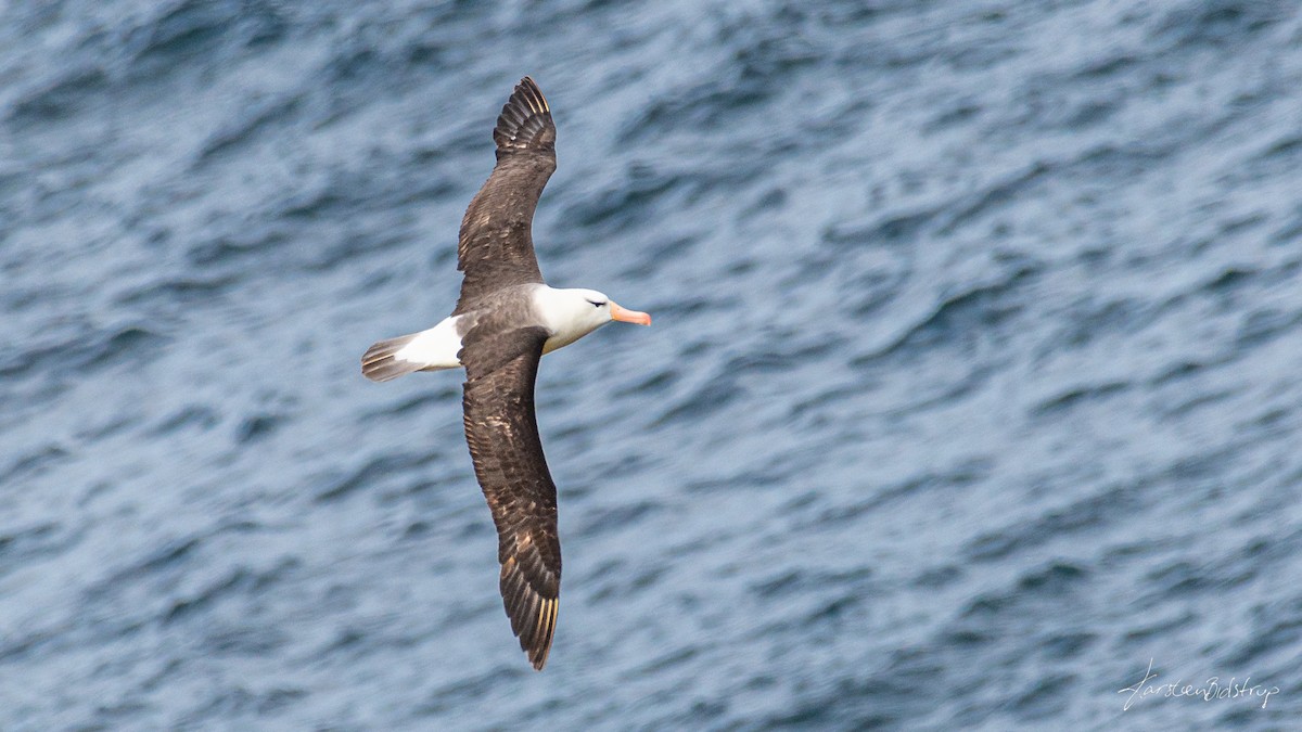 Black-browed Albatross - Karsten Bidstrup