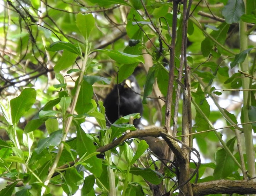 Yellow-billed Cacique - ML354642561