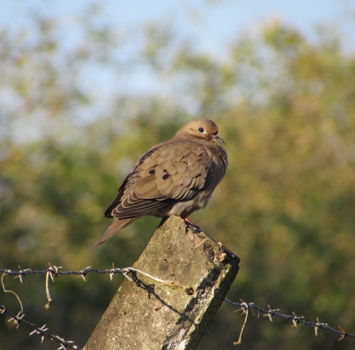 Eared Dove - ML354642741