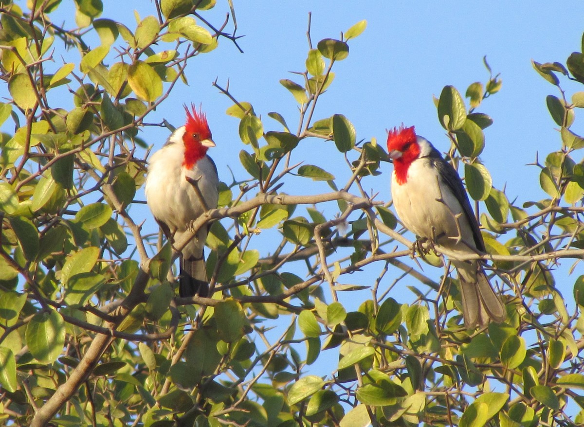 Red-crested Cardinal - ML354642881