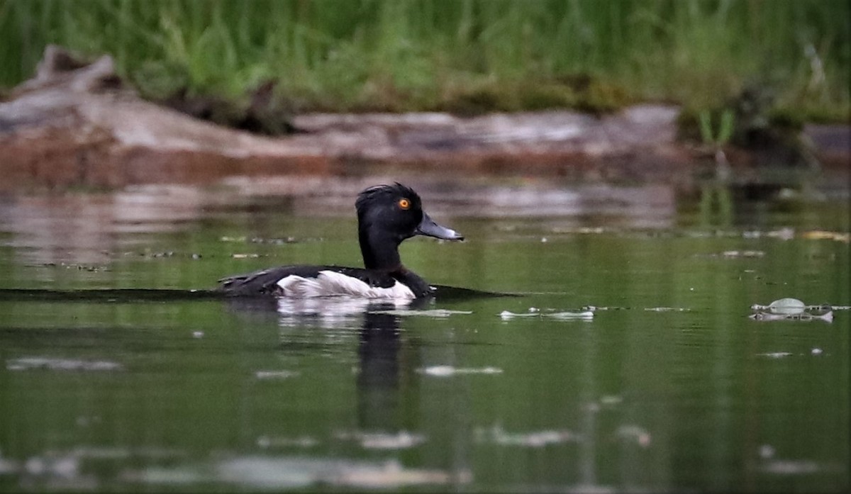 Ring-necked Duck - ML354643631