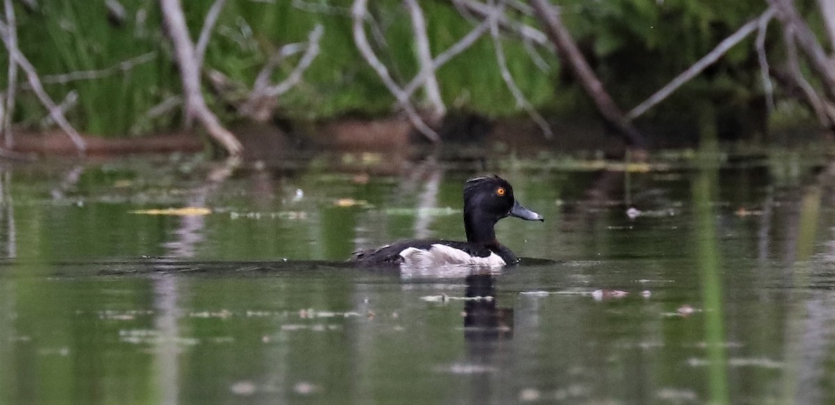 Ring-necked Duck - ML354643641