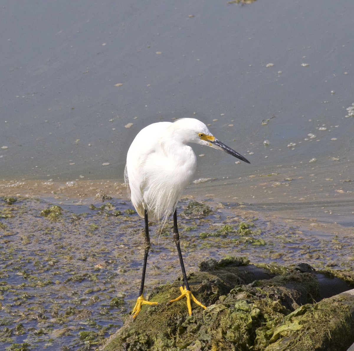 Snowy Egret - ML354643911