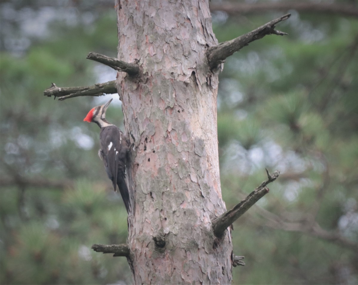 Pileated Woodpecker - ML354644341