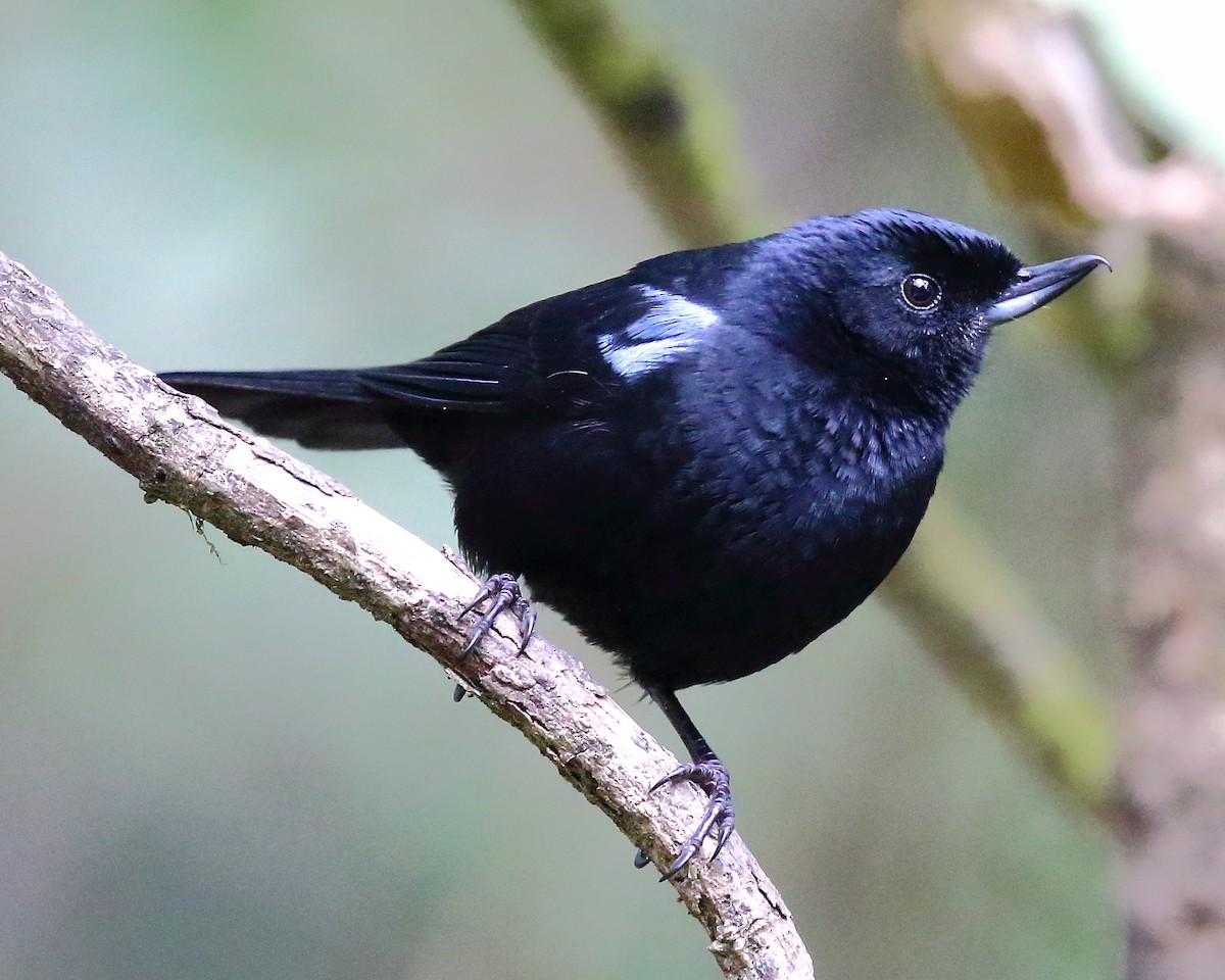 Glossy Flowerpiercer - Ryan Candee