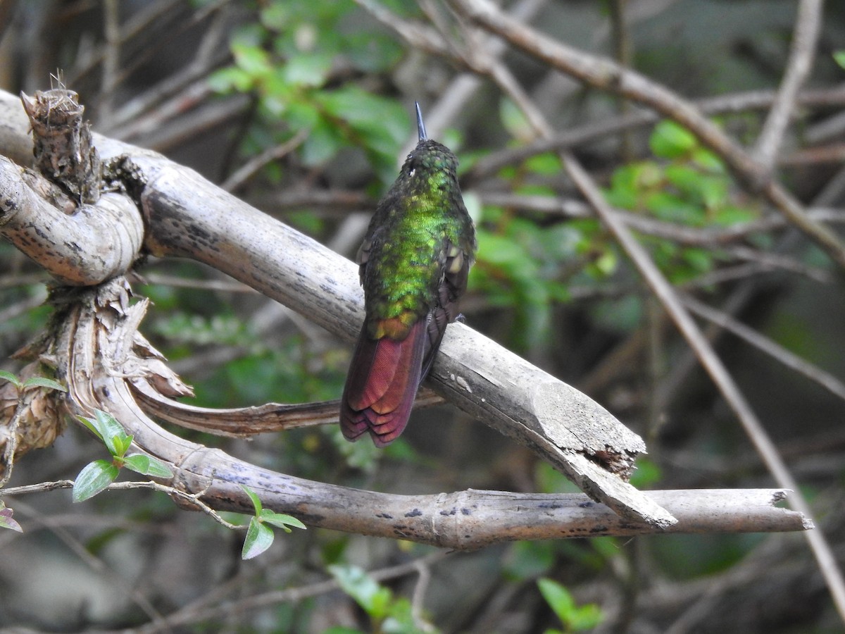 kolibřík dřišťálový - ML354645271