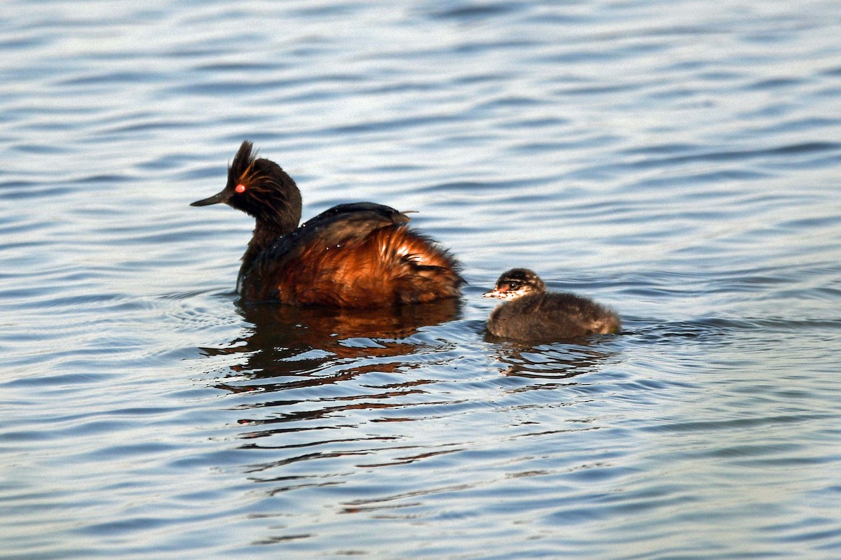 Eared Grebe - Timothy Carstens