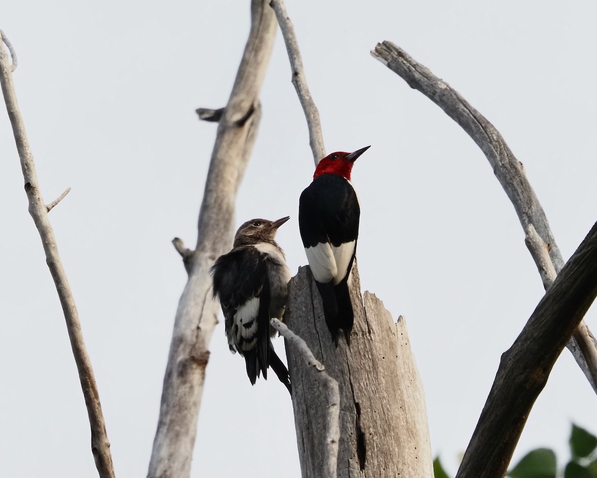 Red-headed Woodpecker - ML354645461